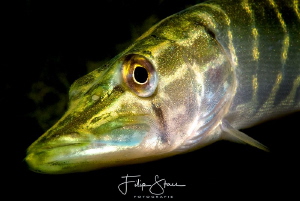 Portrait of a pike, Pond of Ekeren, Belgium. by Filip Staes 